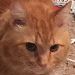 Meet your Posher, Trevor